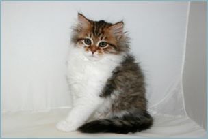 Female Siberian Kitten from Deedlebug Siberians